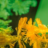 MAGIC GROWING GARDEN
