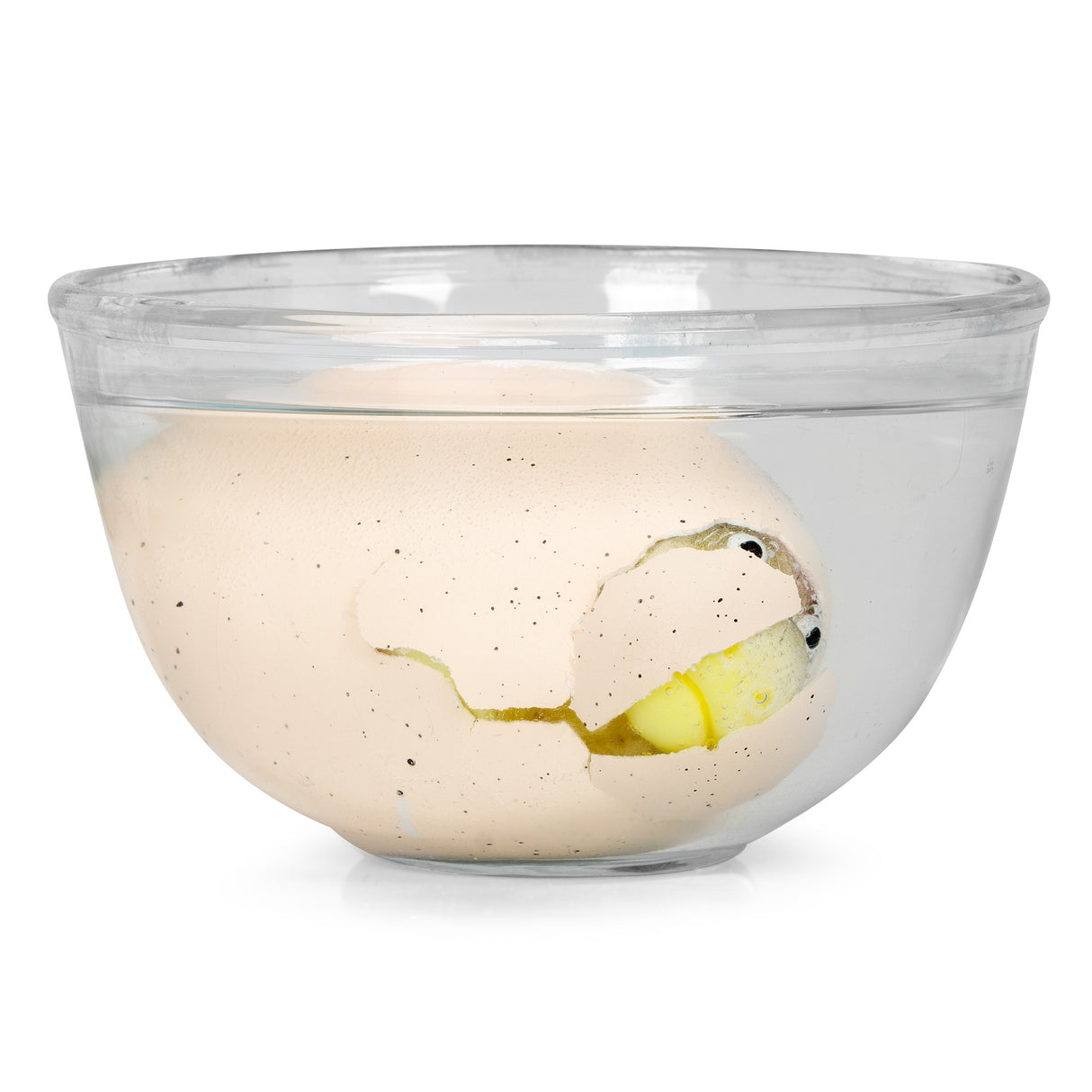 DINOSAUR GIANT EGG