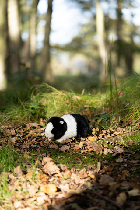 ANIMIGOS WORLD OF NATURE BLACK AND WHITE GUINEA PIG